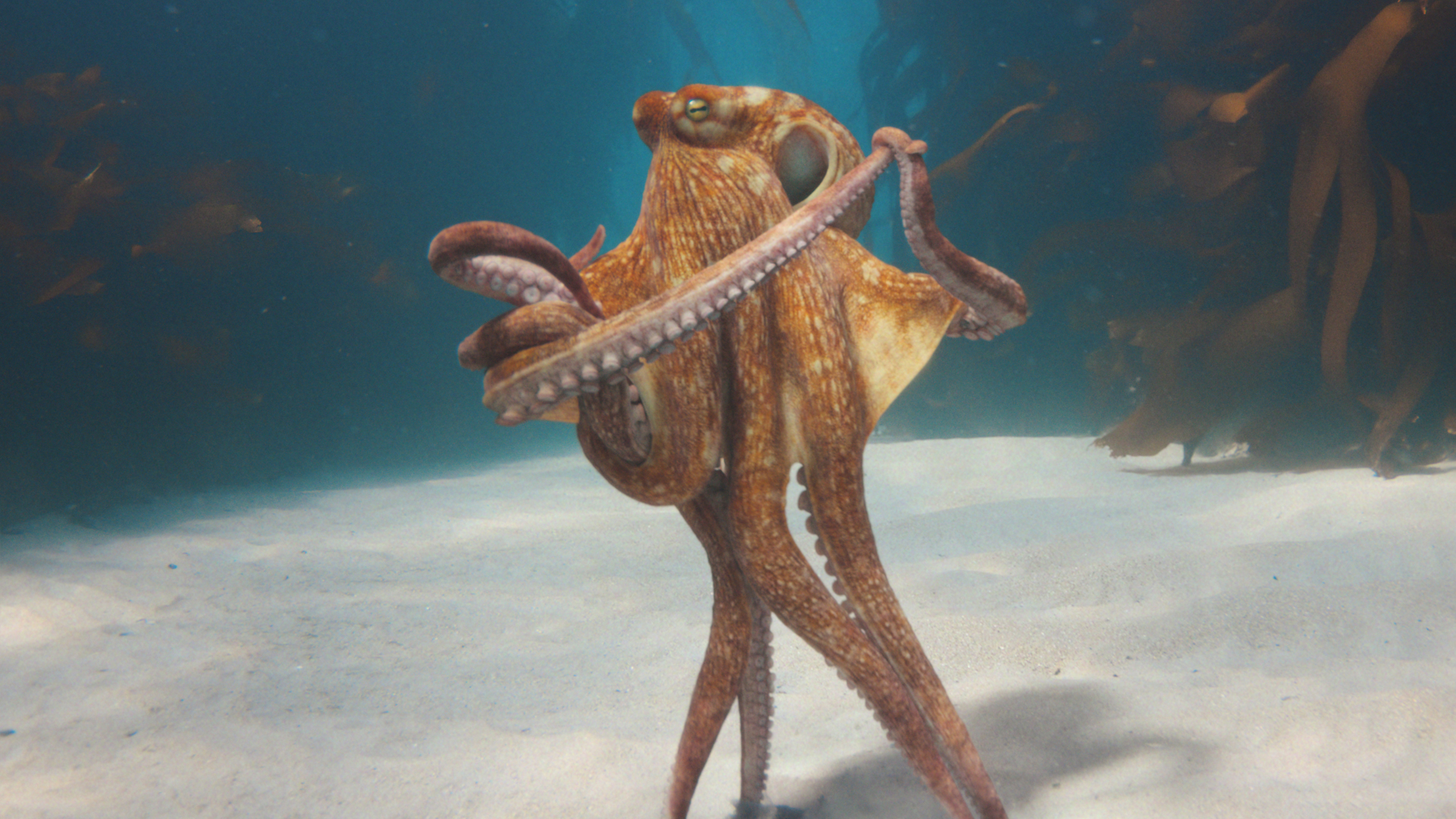 Octowaltz: BMW’s Deep-Sea Detour from the Fast Lane