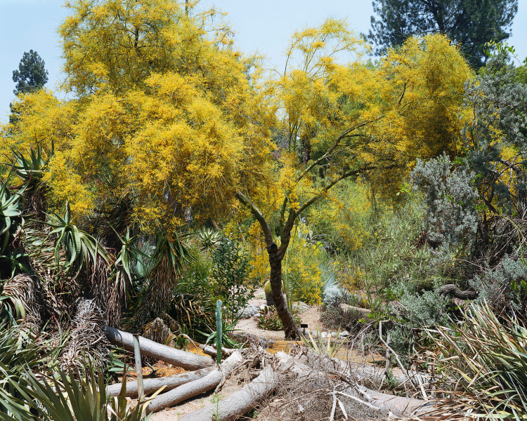 Parkinsonia-Aculeata