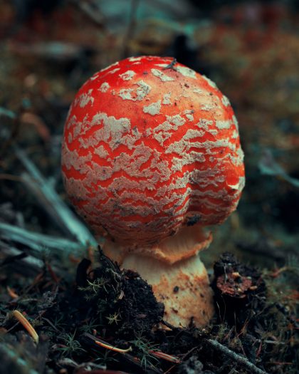 Amanita Muscaria I, by Brendan George Ko