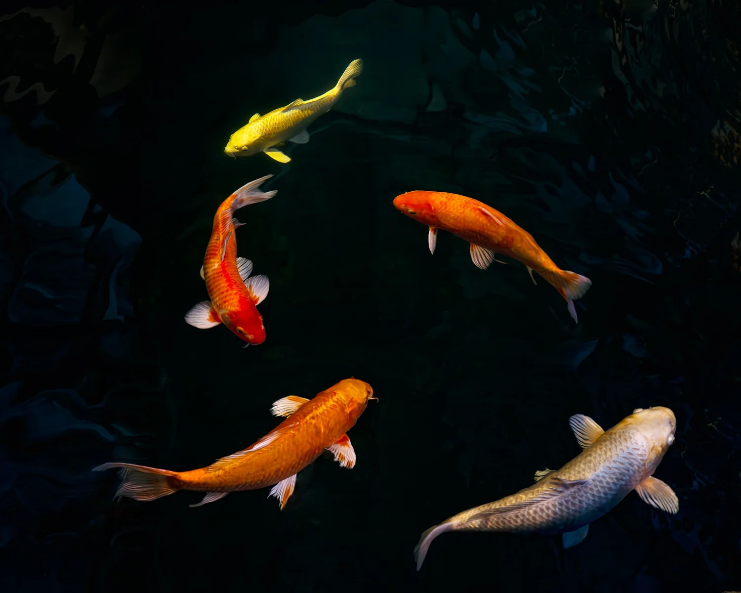 FiveKoi
