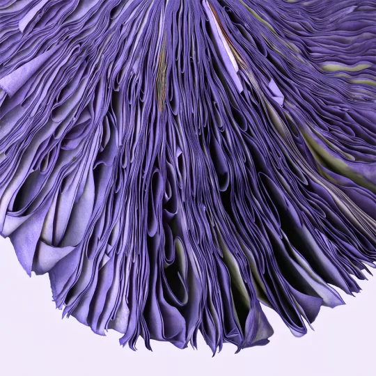 Violet, by Cara Barer