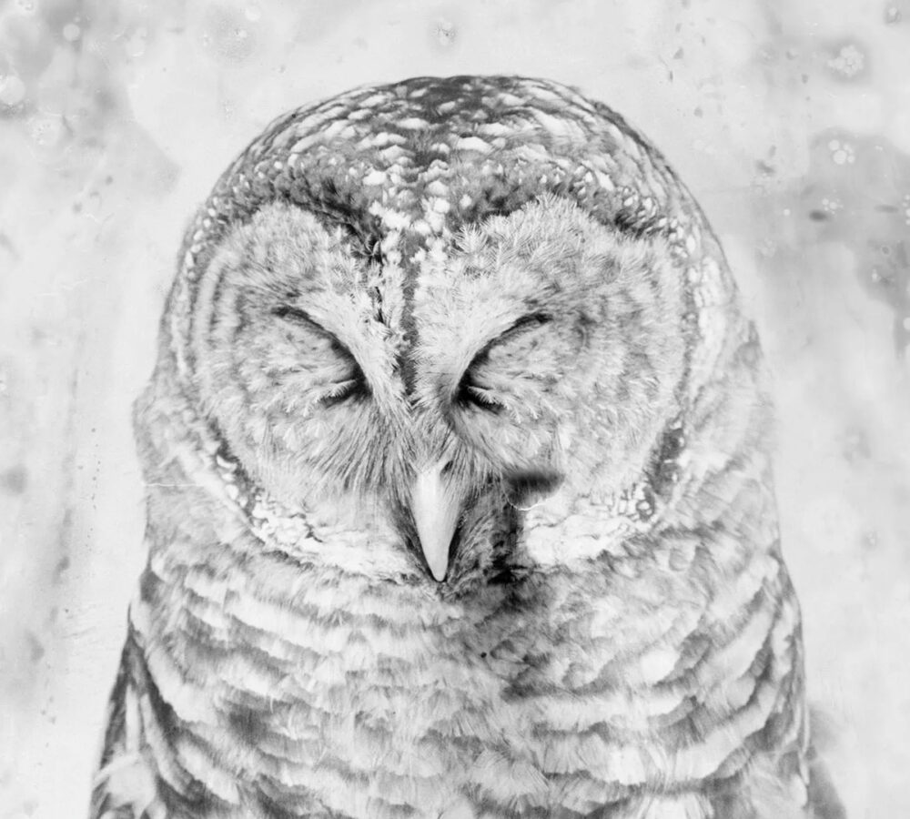 Osheen Harruthoonyan: The Sky Does Not Bend