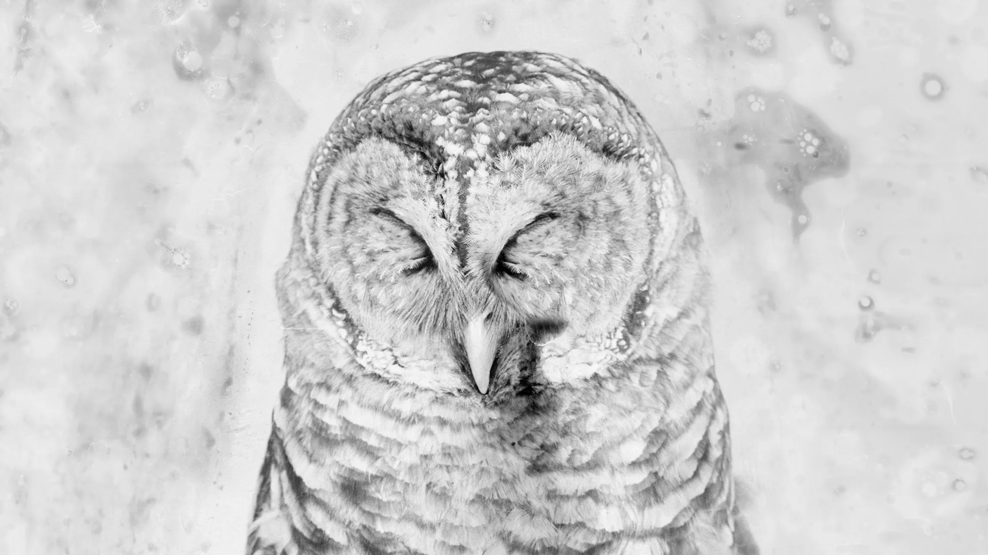 Osheen Harruthoonyan: The Sky Does Not Bend