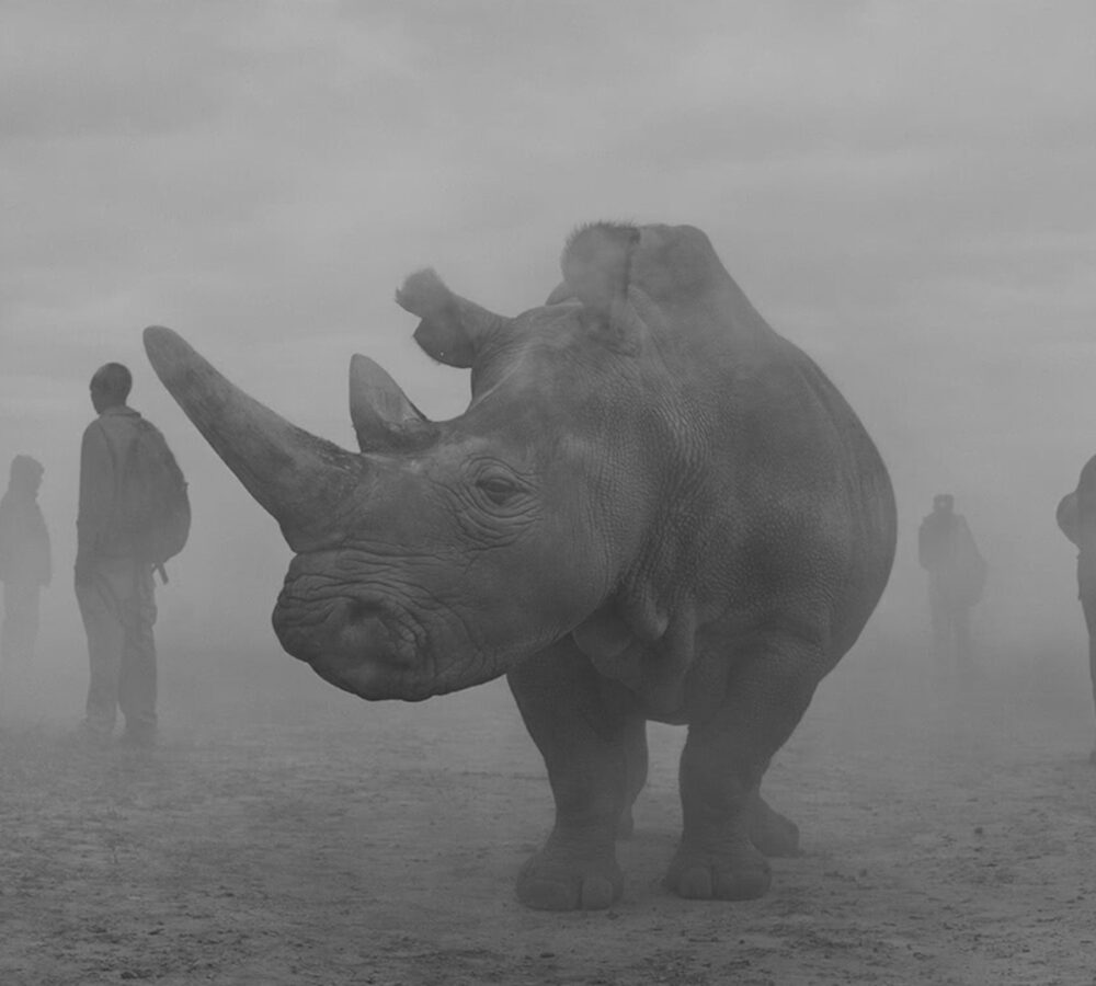 Nick Brandt: The Day May Break