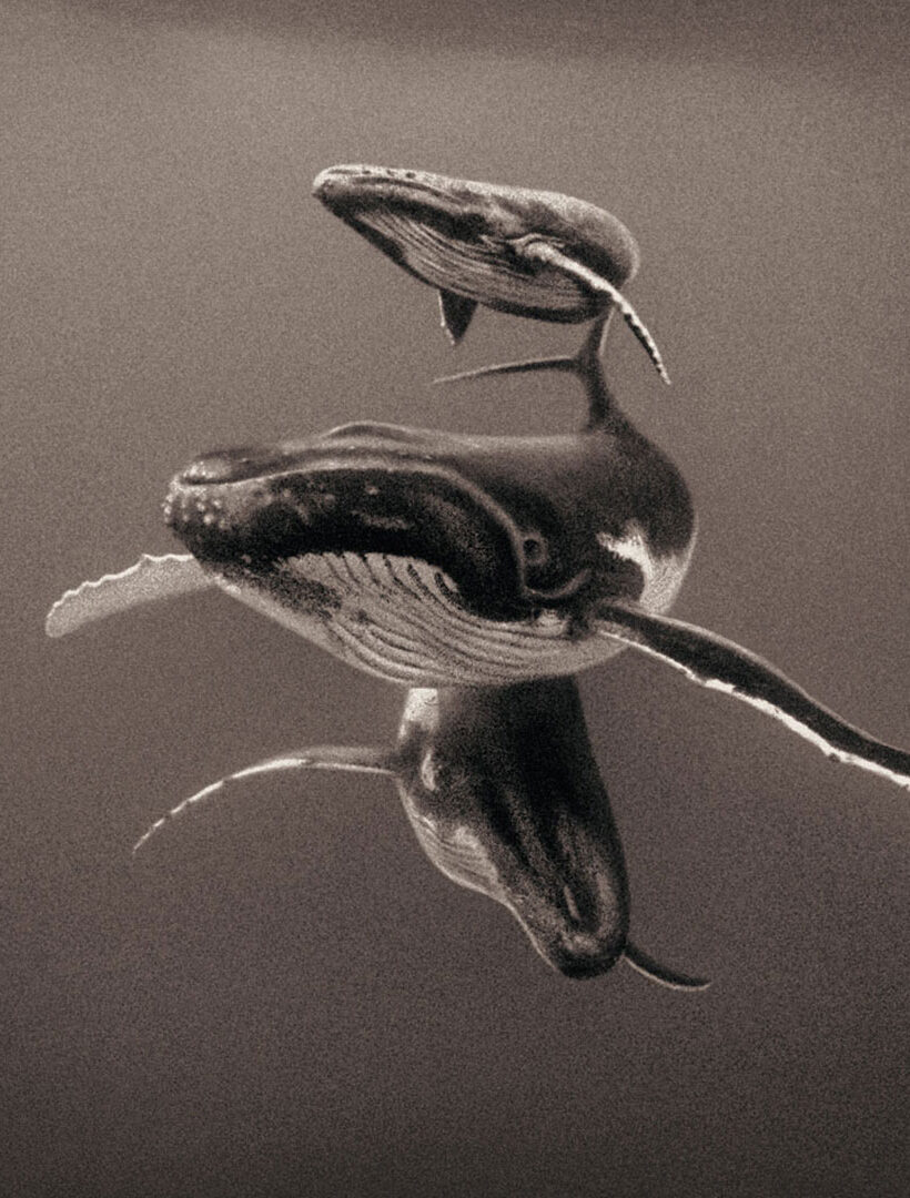 The Shared World of Gregory Colbert’s Photography